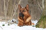 BERGER ALLEMAND 526